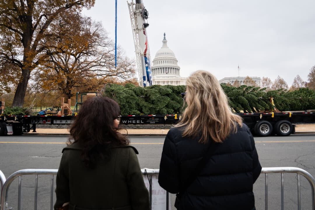 The 2025 U.S. Capitol Christmas Tree arrives at the West Front Lawn of the U.S. Capitol along First Street, Northwest, in Washington on Nov. 21, 2025. The 53-foot red fir hails from the Humboldt-Toiyabe National Forest, which spans most of Nevada and part of eastern California. With nearly 6.3 million acres ranging from high alpine terrain to wide valley landscapes, the Humboldt-Toiyabe is the largest national forest in the continental United States. The tree was selected from the Carson Ranger District, which extends along the eastern front of the Sierra Nevada Mountains, straddling the Nevada-California border from Reno to Sonora Pass. This is the first time the Capitol Christmas Tree has been selected from Nevada. This year’s theme, 'Starry Skies to Neon Lights—Spirit of the Silver State,' reflects Nevada's unique culture and landscapes. The tree, nicknamed 'Silver Belle' in honor of the state's western heritage, was harvested on Oct. 24, 2025, and traveled from Nevada to the Capitol, making stops at parades, festivals, and community gatherings in multiple states along the way. After it is secured in the ground, the tree will be decorated with thousands of ornaments handcrafted by communities from Nevada. (Madalina Kilroy/The Epoch Times)