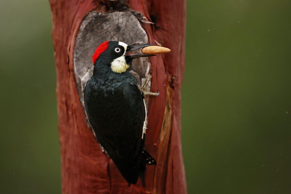 An acorn woodpecker in Thousand Oaks, Calif., on Oct. 25, 2020. (Photo by Ezra Shaw/Getty Images)