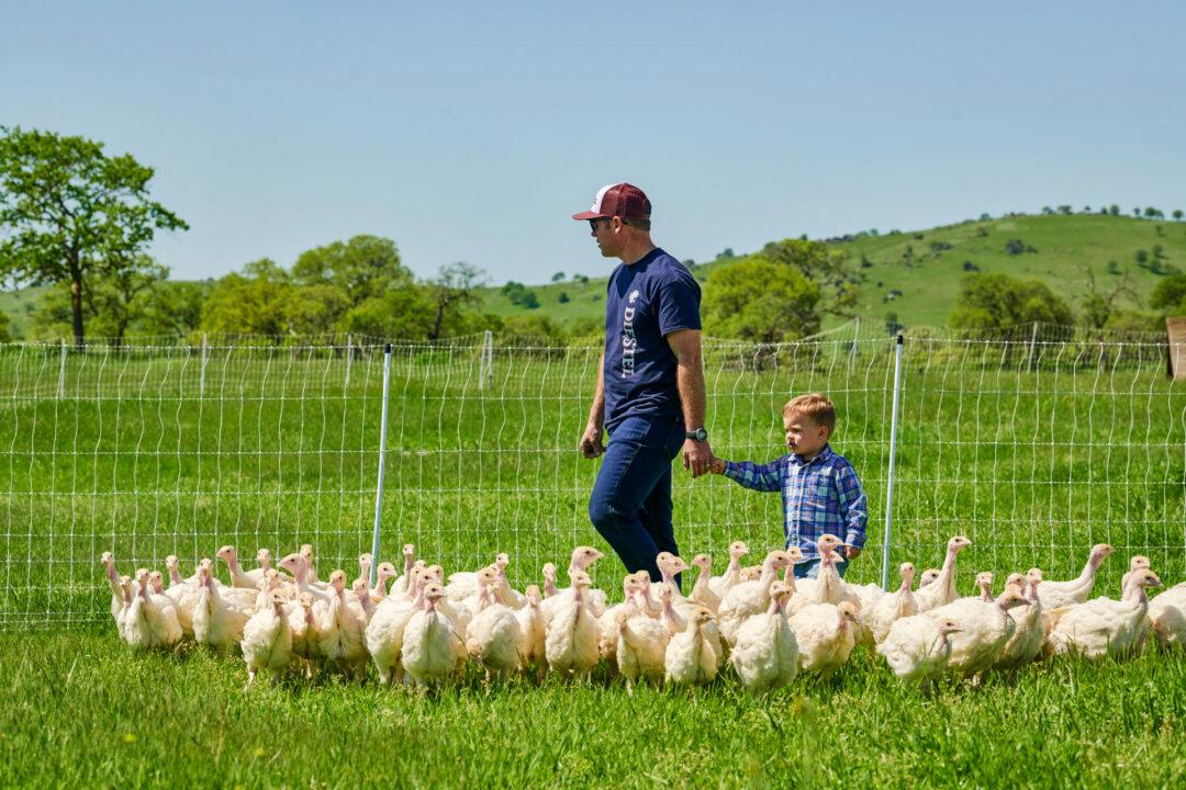 Jason Diestel walks a pasture with his son, Baren, at Diestel Family Ranch in Sonora, Calif., a fourth-generation turkey farm that uses regenerative methods. (Courtesy of the Diestel family)