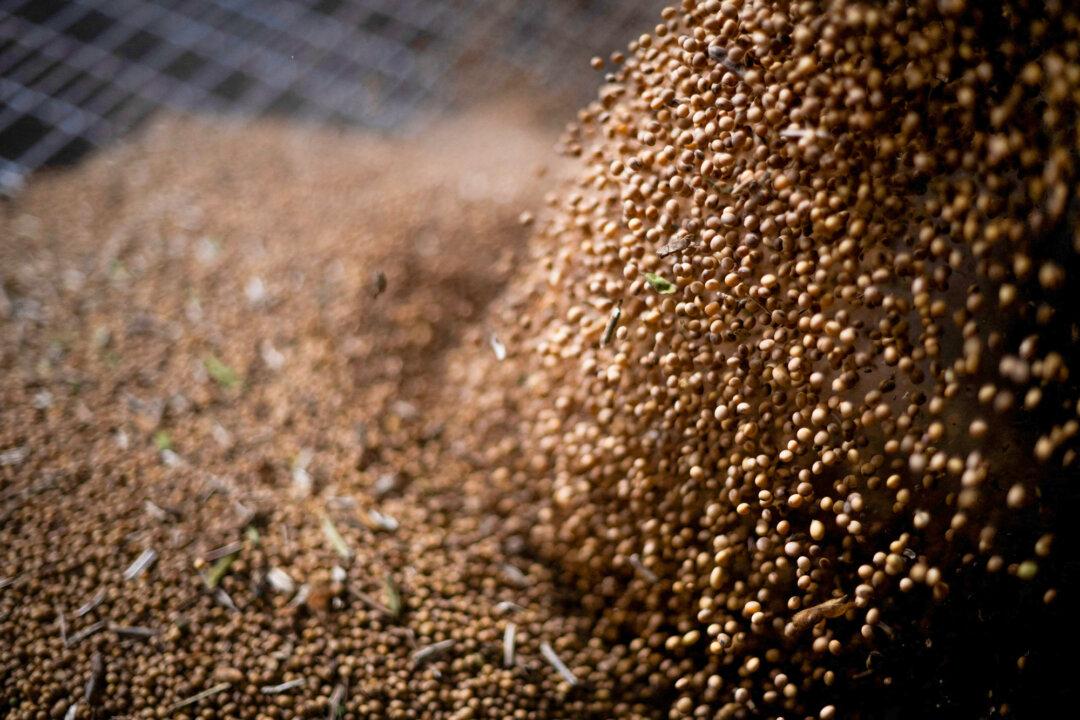 Soybeans are unloaded from a truck at a local grain dealer in Queen Anne, Md., on Oct. 10, 2025. (Roberto Schmidt/AFP via Getty Images)