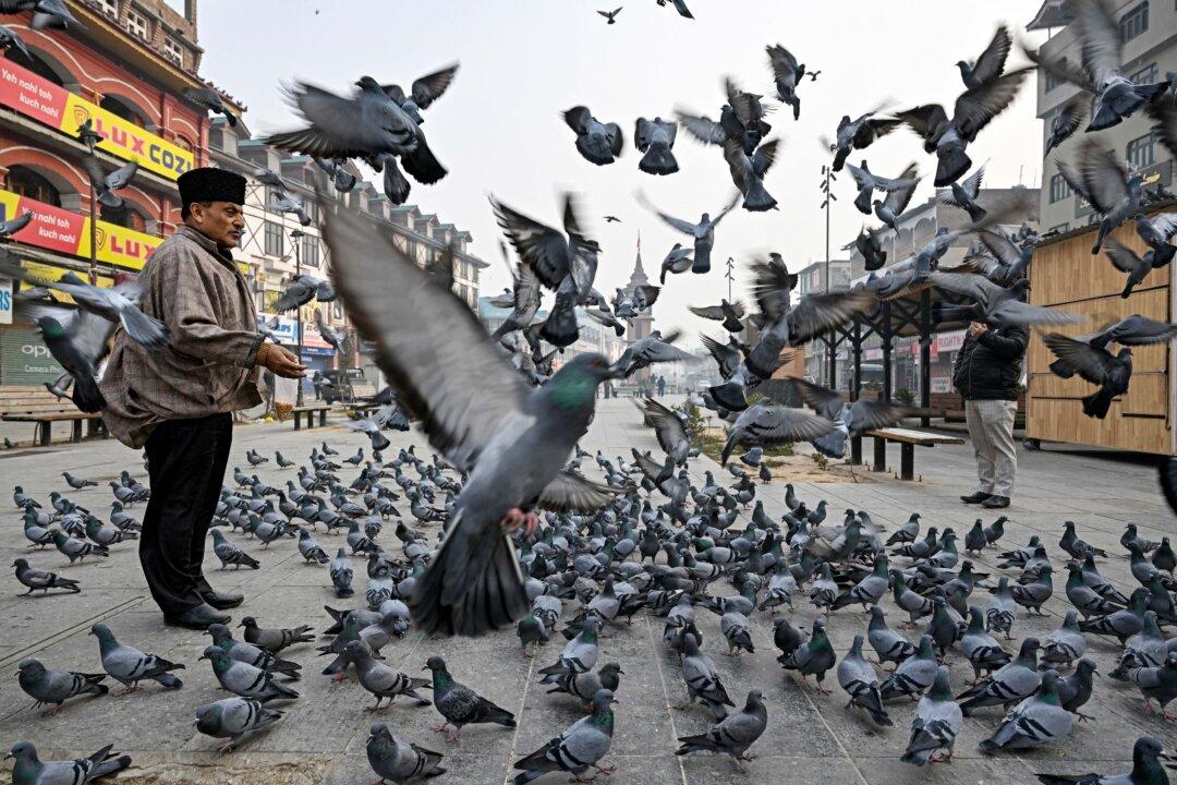 A man feeds pigeons on a cold morning in Srinagar, India, on Dec. 3, 2025. (Tauseef Mustafa/AFP via Getty Images)