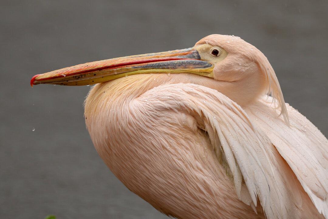 A pelican in a park on a rainy day in London on Dec. 4, 2025. (Dan Kitwood/Getty Images)