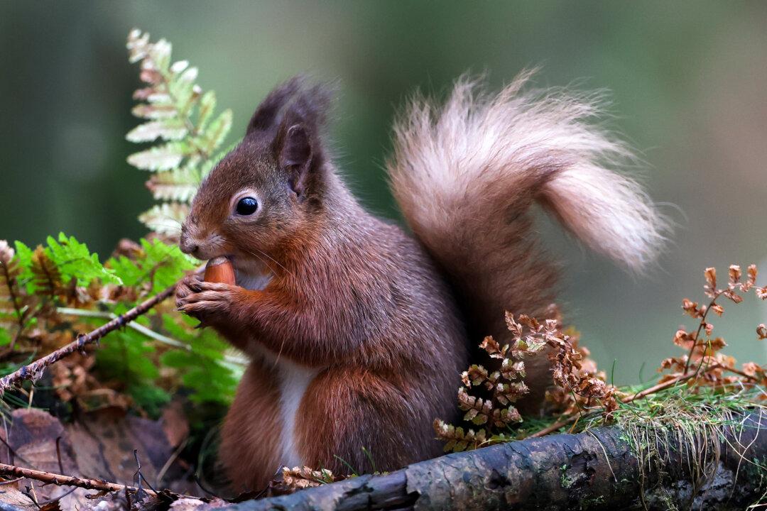 A red squirrel eats a nut as recent reports show red species numbers increasing in Dundee, Scotland, on Dec. 11, 2025. The reports indicate that the geographic range of red squirrels in the Scottish Highlands has increased by more than 25 percent following a decade-long reintroduction project. (Jeff J. Mitchell/Getty Images)