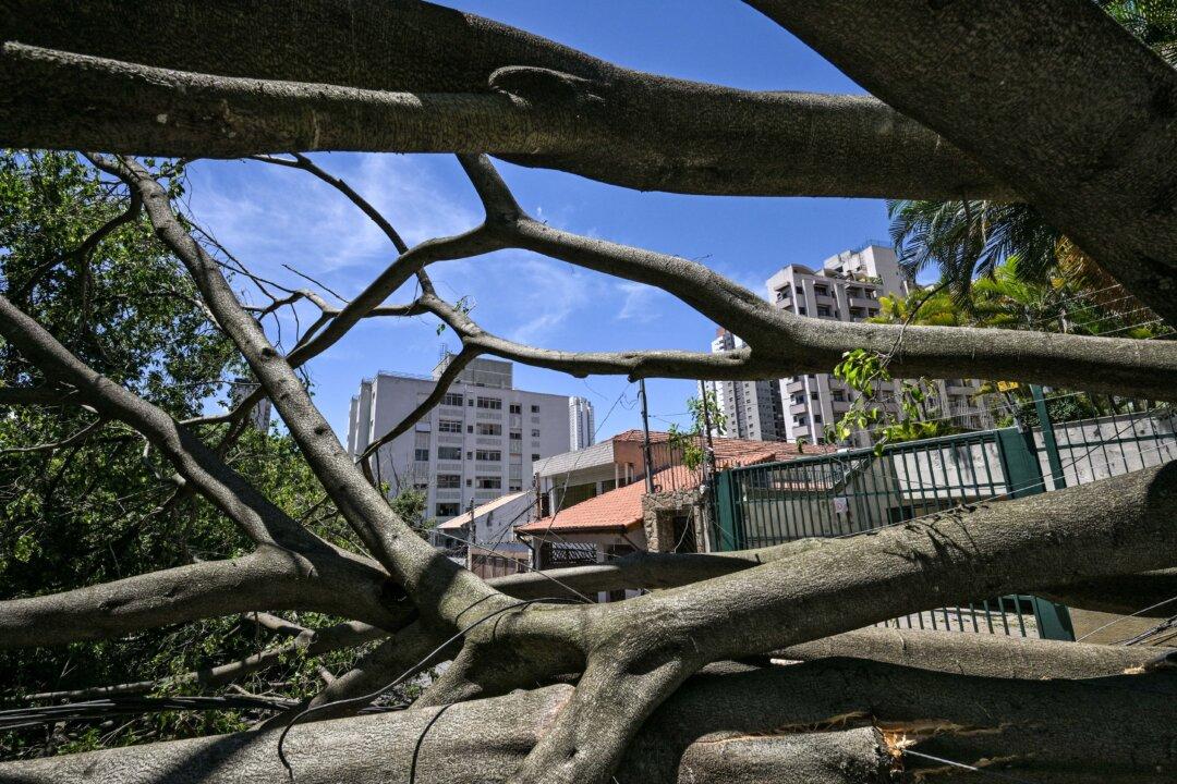 A view of fallen trees on a street after strong winds, in Sao Paulo, Brazil, on Dec. 11, 2025. (Nelson Almeida/AFP via Getty Images)