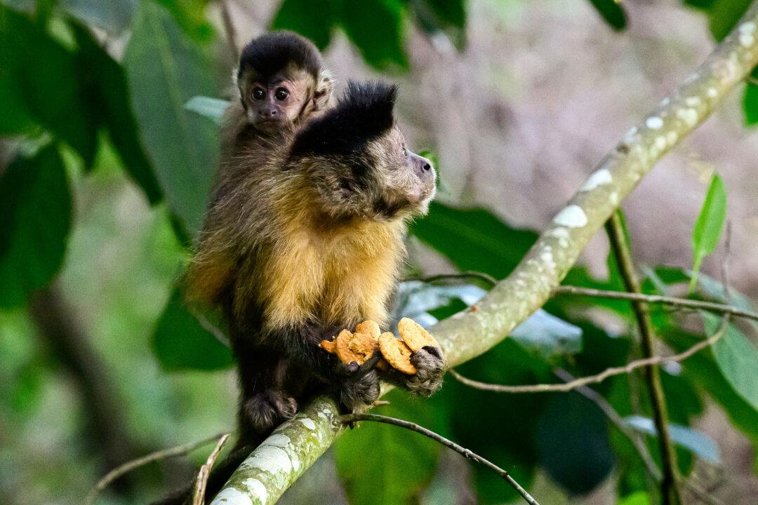 A black capuchin (Sapajus nigritus) monkey, carrying its baby, eats cookies at Corcovado mountain in Tijuca Forest National Park, in Rio de Janeiro, Brazil, on Dec. 11, 2025. (Pablo Porciuncula/AFP via Getty Images)