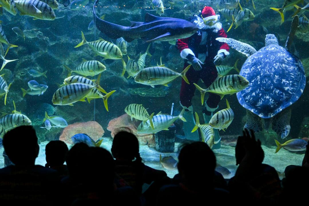 Aquarist diver Faiz Mahamud in a Santa Claus outfit feeds fish in a tank at the Aquaria KLCC in Kuala Lumpur, Malaysia, on Dec. 12, 2025. The scuba-diving Santa Claus feeding fish is one of the prime attractions in conjunction with Christmas festivities at the KLCC Aquaria. (Mohd Rasfan/AFP via Getty Images)