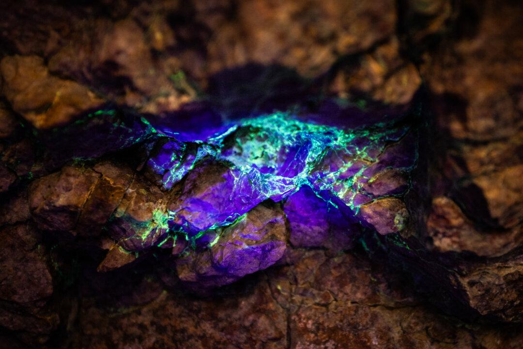 A blacklight reveals the colors of a Uranium deposit in San Bernardino County, Calif., on Dec. 10, 2025. (John Fredricks/The Epoch Times)