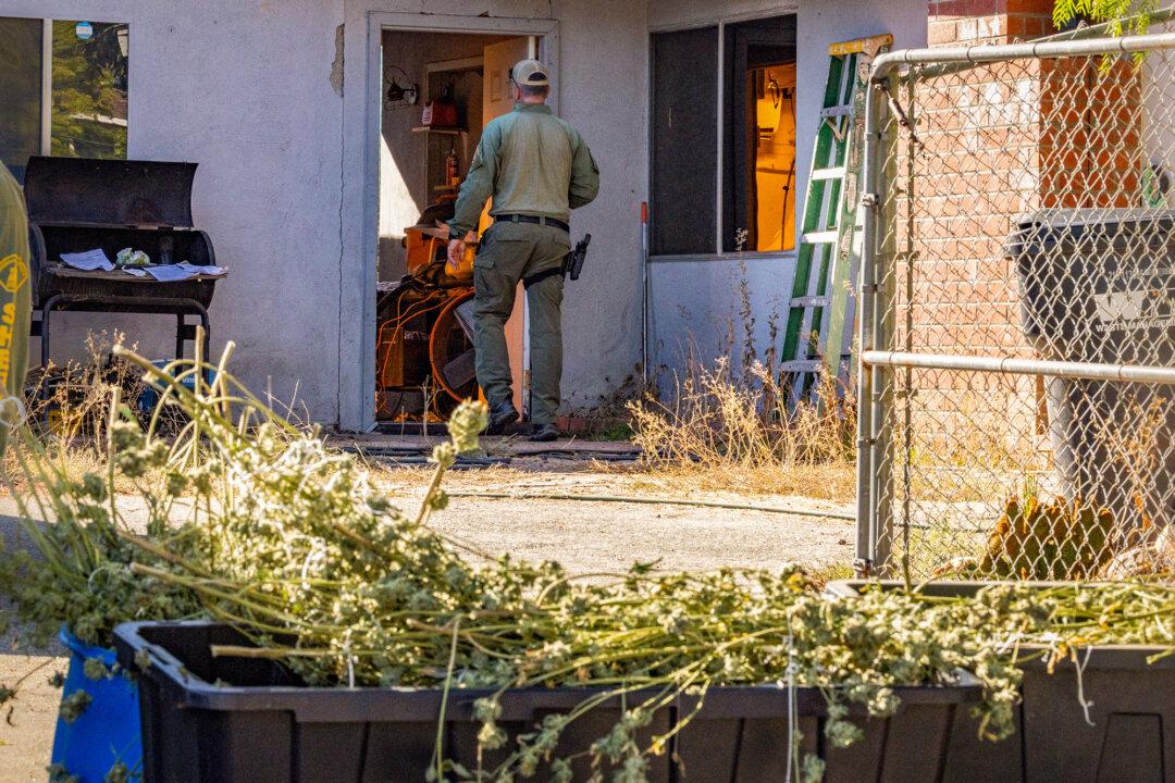 Riverside County Sheriff’s Department deputies seize more than 200 pounds of illegal marijuana from a home in Perris, Calif., on Nov. 4, 2025. (John Fredricks/The Epoch Times)
