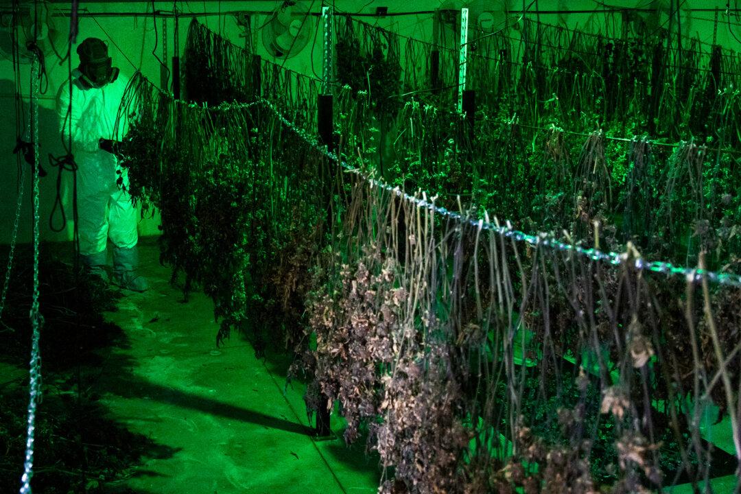 Police officers raid an illegal cannabis site in Lancaster, Calif., on Aug. 14, 2024. Roggeveen said that despite promises from lawmakers that marijuana legalization would curb the black market, cartels used it to hide illegal grows among legal ones across the state. (John Fredricks/The Epoch Times)