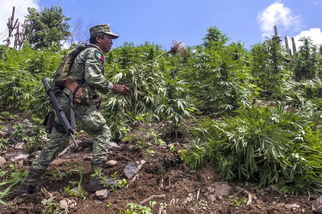 A Mexican soldier takes part in the destruction of an illegal marijuana plantation in the municipality of Cosala, Mexico, on Oct. 2, 2019. In the past, Mexican cartels hid outdoor marijuana grows on U.S. public lands, but in recent years, Chinese syndicates have moved into states that have legalized marijuana and reduced penalties for illegal cultivation, a former California narcotics investigator said. (Rashide Frias/AFP via Getty Images)