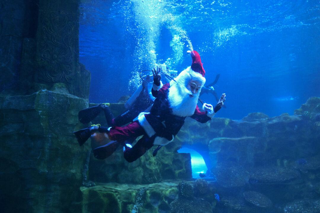 A scuba diver dressed as Santa Claus performs at the Marine Aquarium in Chennai, India, on Dec. 22, 2025. (R. Satish Babu/AFP via Getty Images)