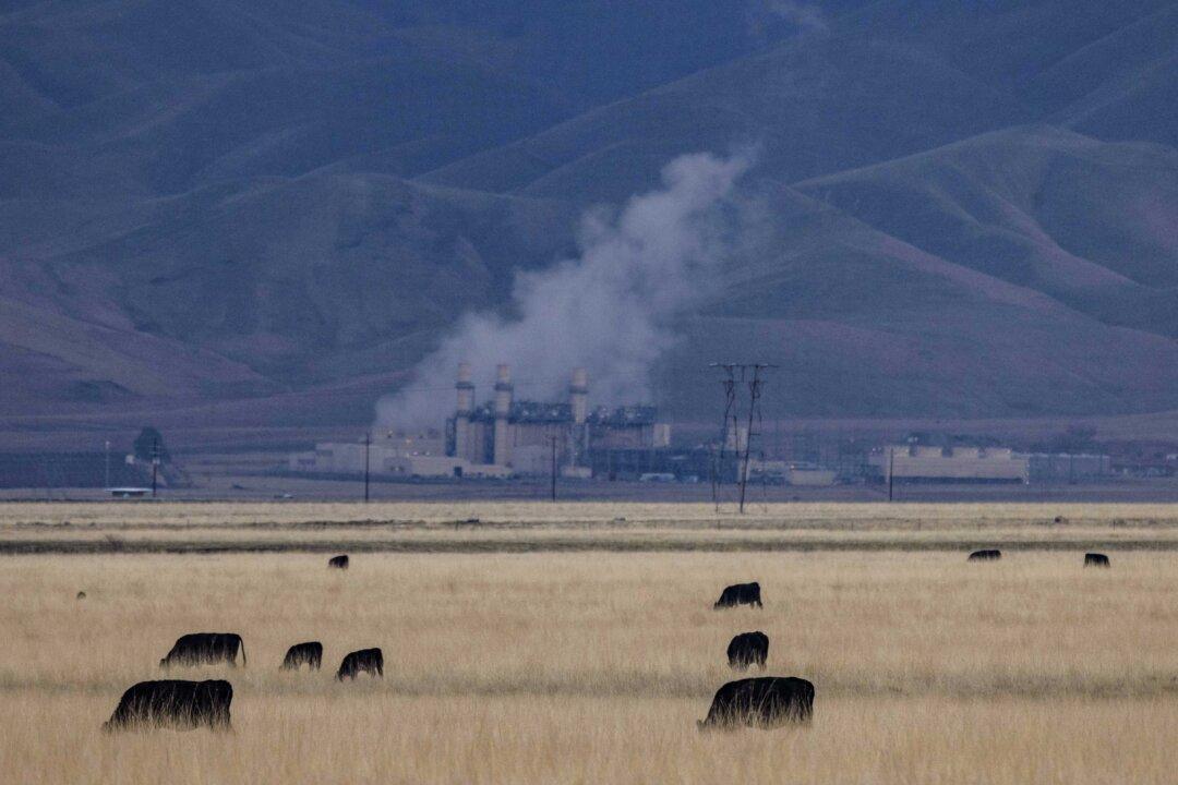 Cattle graze in fields outside of Bakersfield, Calif., on Feb. 11, 2025. (John Fredricks/The Epoch Times)