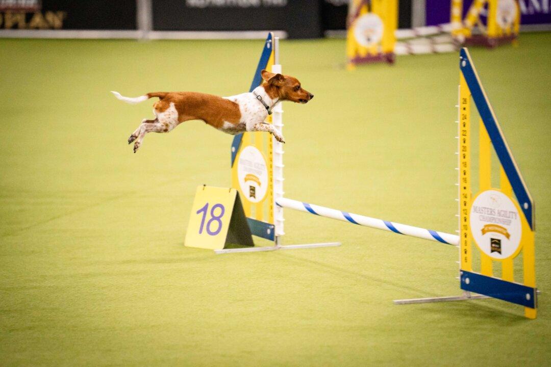 A dog competes in the agility competition at the 149th Annual Westminster Kennel Club Dog Show at Jacob K. Javits Convention Center in New York City on Feb. 8, 2025. (Samira Bouaou/The Epoch Times)
