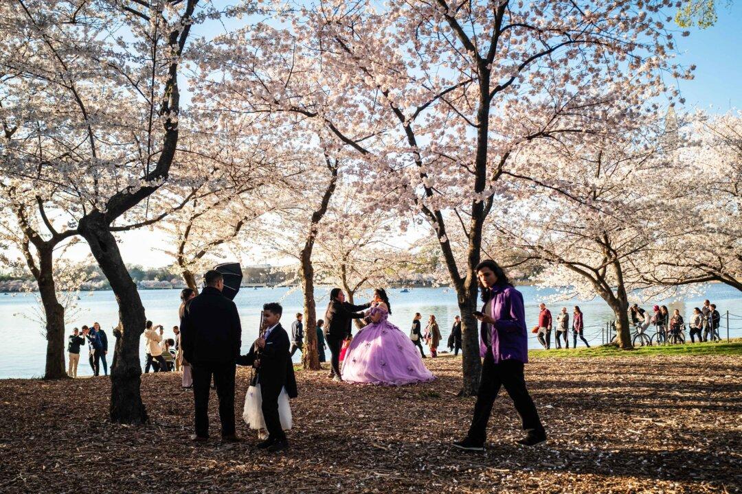 People enjoy the cherry blossoms in Washington on March 27, 2025. (Madalina Vasiliu/The Epoch Times)