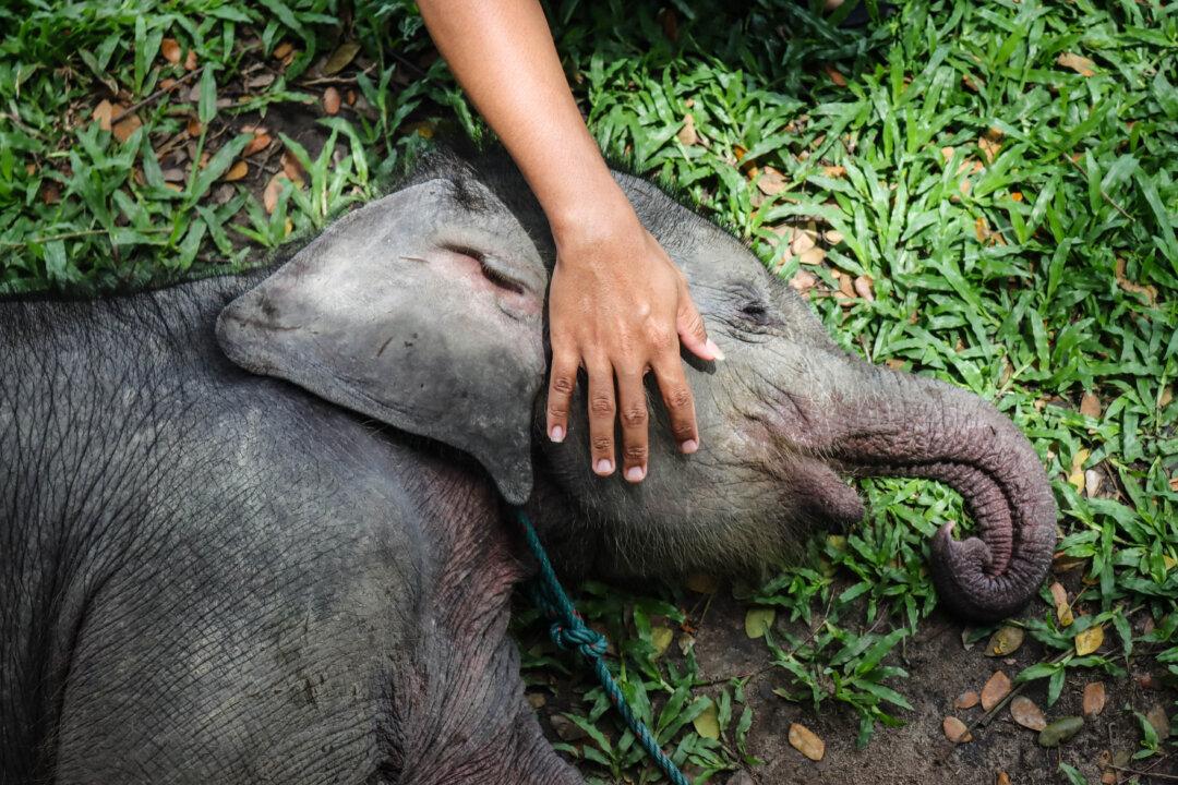 A rescued 2-month-old male wild Sumatran elephant that was separated from its mother on a palm oil plantation is cared for by an officer at the Minas Elephant Training Centre in Riau, Indonesia, on March 11, 2025. (Wahyudi/AFP via Getty Images)