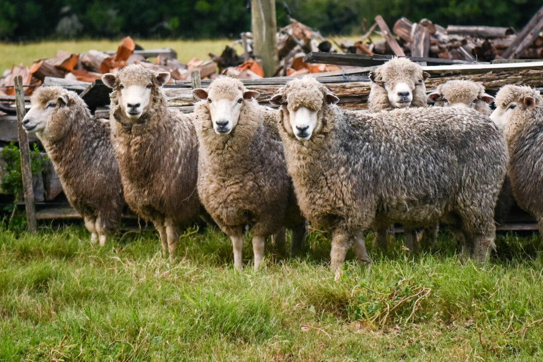 Sheep are kept in a pen at a farm near Capilla del Sauce, Florida Department, some 115 miles north of Montevideo, Uruguay, on March 27, 2025. (Mariana Suarez/AFP via Getty Images)