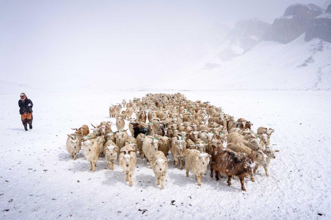 A nomadic shepherd leads a herd of pashmina goats for grazing during snowfall on the snow-capped Changthang plateau in eastern Ladakh, India, on April 19, 2025. (Mohd Arhaan Archer/AFP via Getty Images)