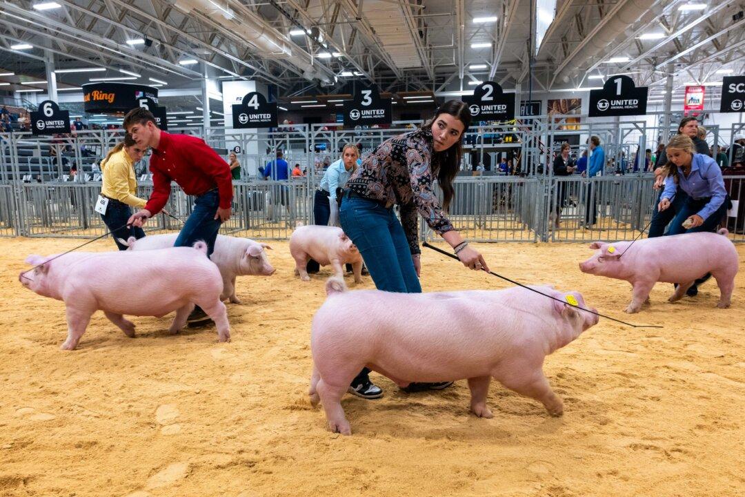 Teens participate in a swine show at the Indiana State Fair on its opening day at the Indiana State Fairgrounds & Event Center in Indianapolis on Aug. 1, 2025. Now in its 168th year, the event attracts nearly 1 million people over its two-week span. Visitors come for its art and music exhibits, a circus, livestock shows, and a variety of food. (Spencer Platt/Getty Images)