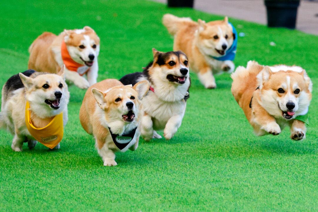 Corgis compete in a 50-meter race as part of the Corgi Race Vilnius 2025 gathering in Vingis Park in Vilnius, Lithuania, on Aug. 23, 2025. For the fourth time, Vilnius hosted the two-day Corgi Race and costume contest, inviting corgis from across Europe. (Petras Malukas/AFP via Getty Images)