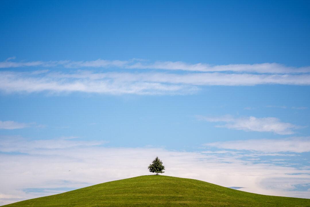 A tree atop a hill near Menzingen, eastern Switzerland, on Sept. 3, 2025. (Fabrice Coffrini/AFP via Getty Images)