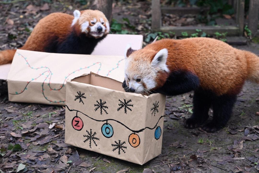 Two red pandas investigate their Christmas gifts at Budapest Zoo and Botanical Garden in the Hungarian capital on Dec. 23, 2025. (Attila Kisbenedek/AFP via Getty Images)
