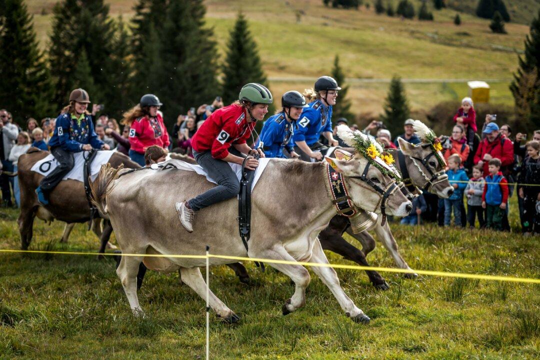 Racers ride their cows during the Cow Race Grand Prix, a two-round race exclusively for female jockeys and the only event of its kind in Switzerland, held in the Alpine resort of Flumserberg, Switzerland, on Oct. 19, 2025. (Fabrice Coffrini/AFP via Getty Images)