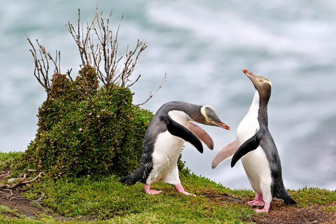 Yellow-eyed penguins rest after returning to their colony from the sea in Katiki Point, on the southern end of the Moeraki Peninsula in New Zealand's South Island, on July 2, 2025. (Sanka Vidanagama/AFP via Getty Images)
