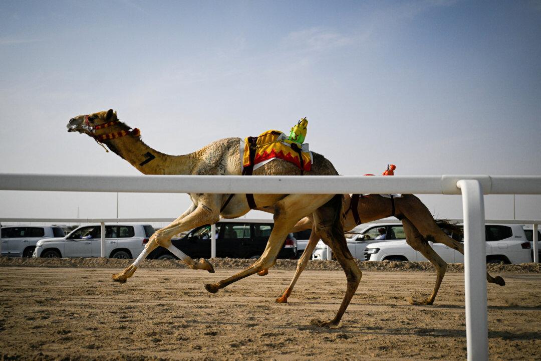 Spectators follow a race from their vehicles, as remote-controlled toddler-sized robot jockeys, in different color racing silks, compete on camels on the sandy racing track, in al-Shahaniya, Qatar, on Dec. 25, 2025. The camels are guided by an operator who can apply the whip antenna, command the jockey to pull on the reins, and shout encouragement to the camel via a built-in speaker. (Mahmud Hams/AFP via Getty Images)