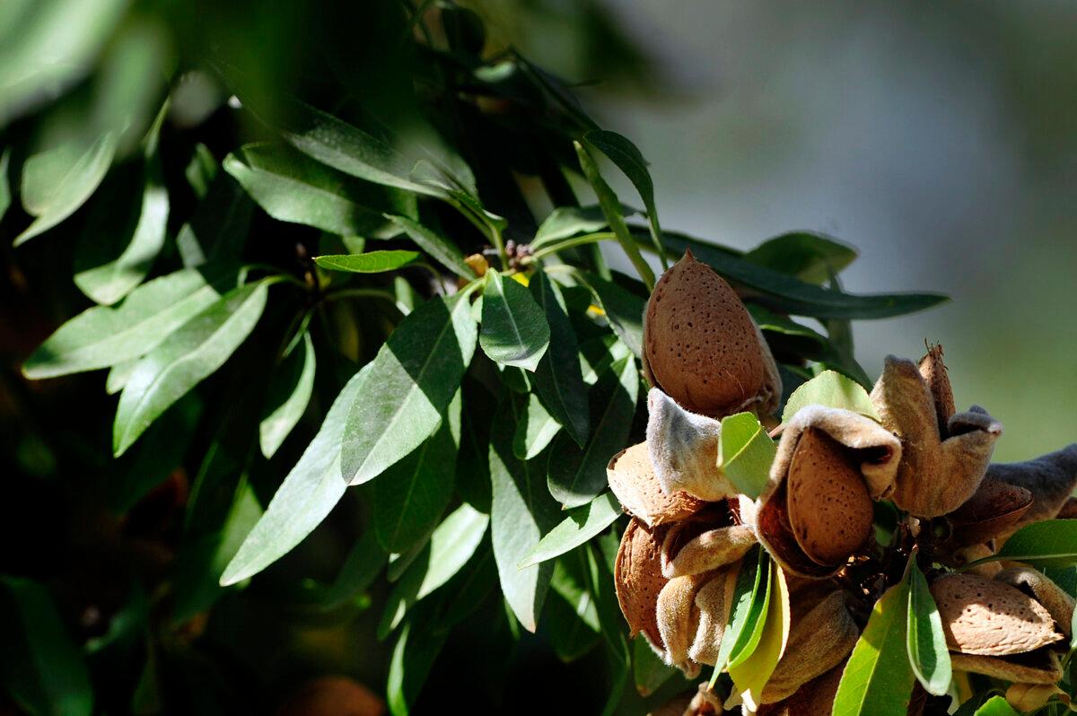 Almonds, ready for harvest, hang on an almond tree branch. (Cristina Quicler/AFP via Getty Images)