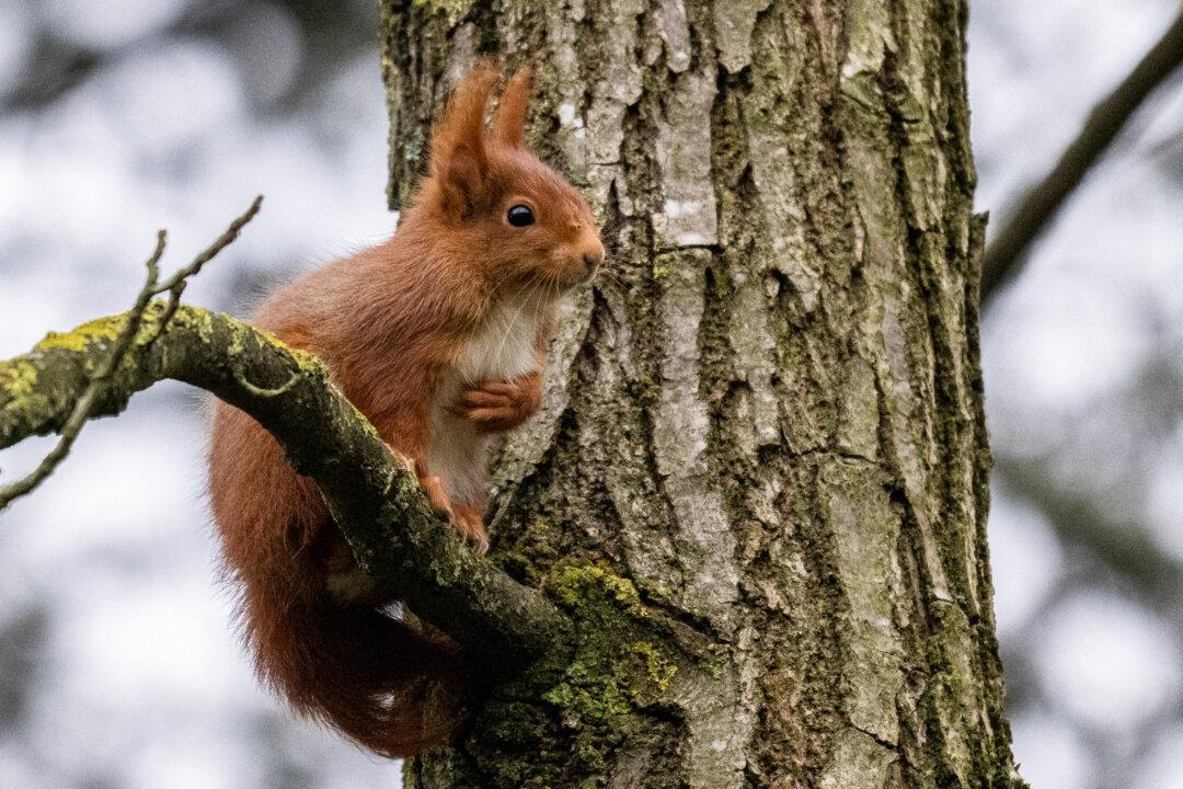 A wild red squirrel is seen in a tree at the Bois de Vincennes park in Paris on Jan. 12, 2026. (Martin Lelievre/AFP via Getty Images)