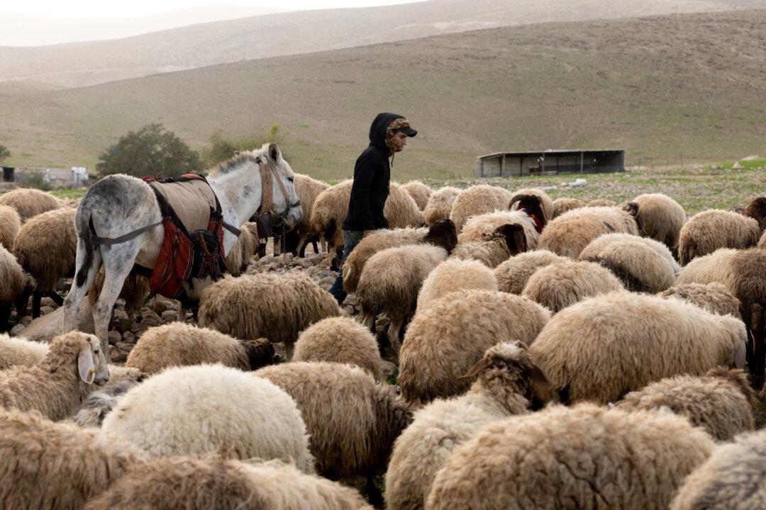 A Jewish settler watches his flock as he walks near Palestinians who are dismantling their homes in preparation to evacuate due to alleged settler harassment from a nearby outpost in Ras Ein al-Auja, in the Jordan Valley West Bank, on Jan. 12, 2026. Ras Ein al-Auja, which remains under full Israeli control, is one of the few Palestinian Bedouin villages in the area. (Amir Levy/Getty Images)