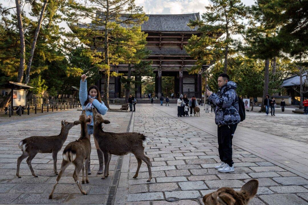 A tourist feeds deer at Nara park in Nara, Japan, on Jan. 13, 2026. (Yuichi Yamazaki/AFP via Getty Images)