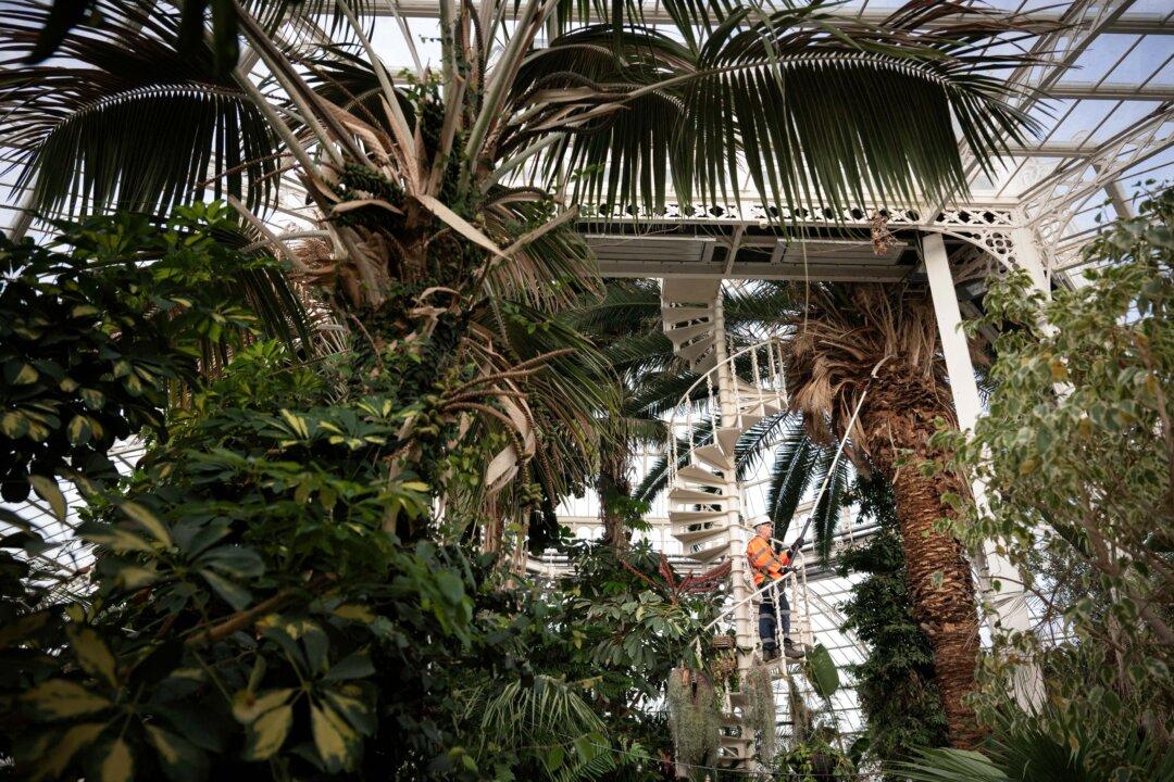 Botanical horticulturalist Colin Hughes poses for a photograph as he wields a pole saw during the annual high-level pruning of the botanical collection in the 130-year-old Palm House in Sefton Park, Liverpool, England, on Jan. 14, 2026. (Oli Scarff/AFP via Getty Images)