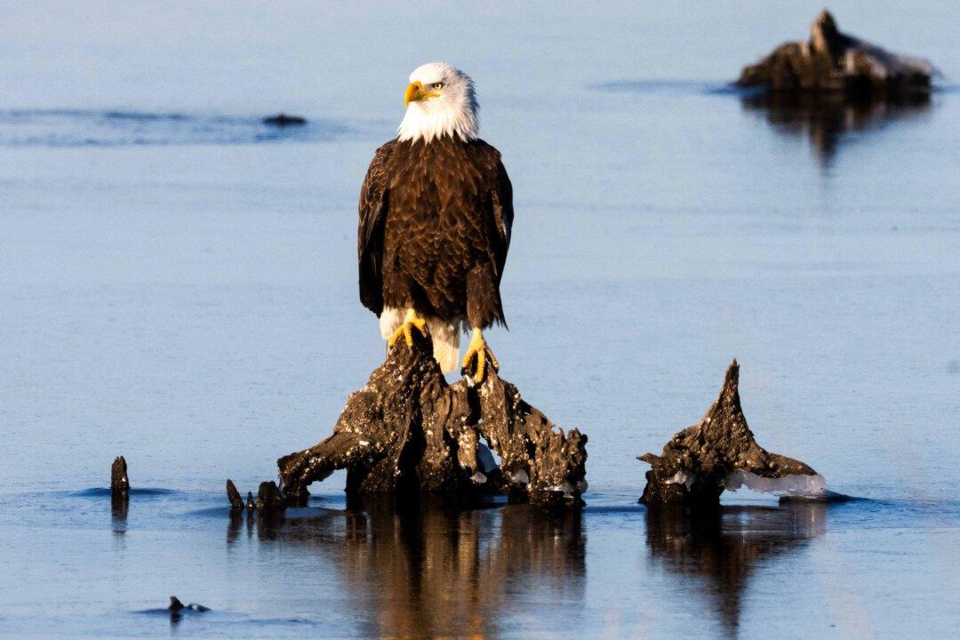 A bald eagle sits atop driftwood in an ice-covered inlet at Blackwater National Wildlife Refuge in Maryland on Jan. 21, 2026. (Jim Watson/AFP via Getty Images)