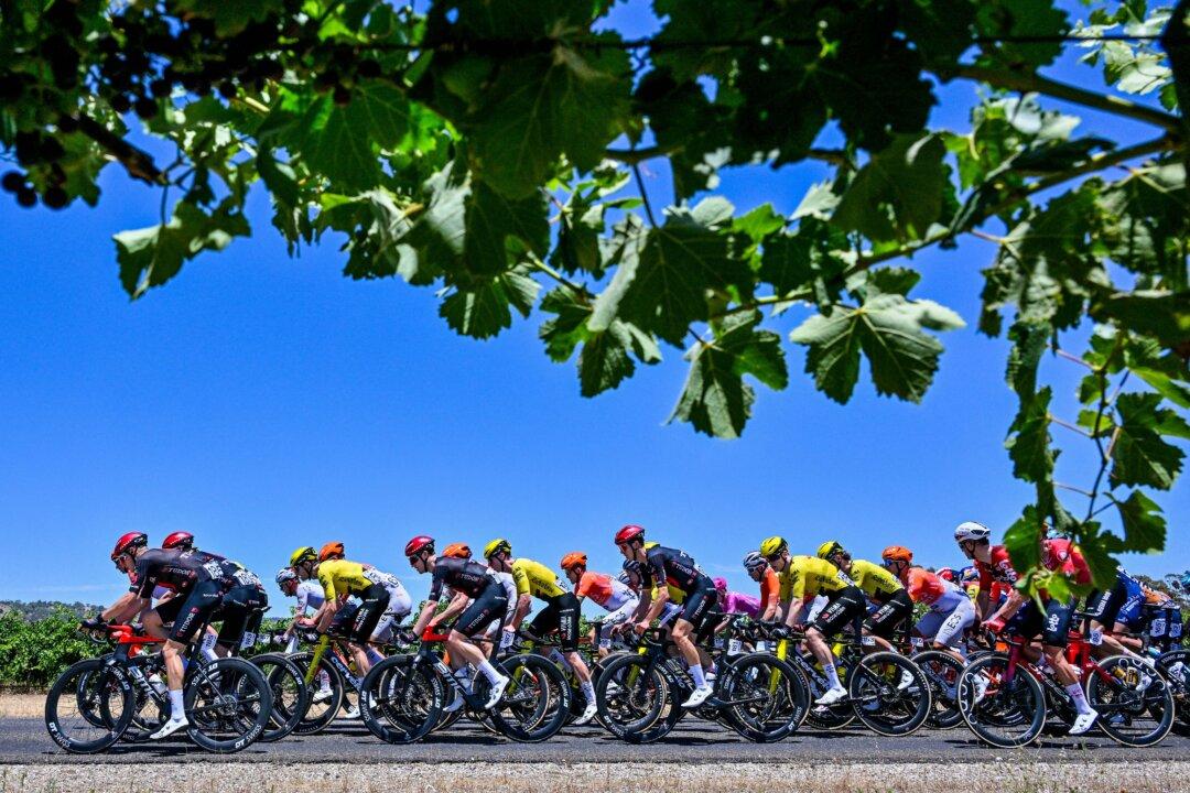 Bicyclists ride through the Barossa Valley during the first stage of the Tour Down Under UCI Men's Cycling race in Adelaide, Australia, on Jan. 21, 2026. (Brenton Edwards/AFP via Getty Images)