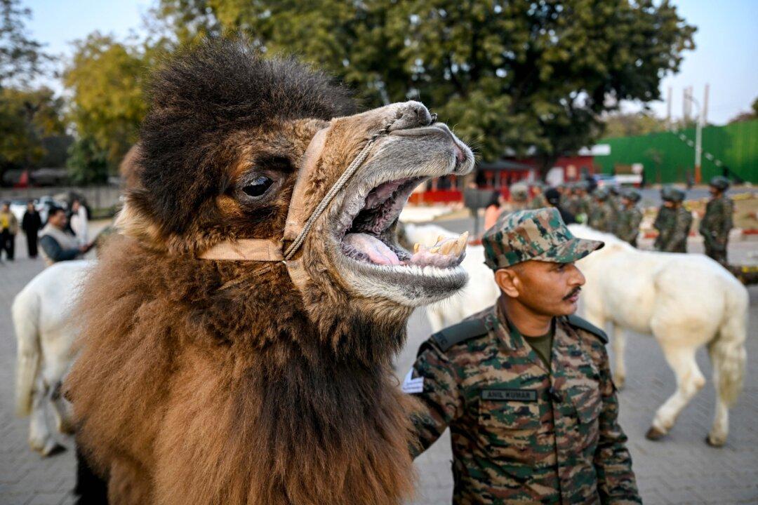 Indian Army's Remount Veterinary Corps (RVC) personnel stand with a Bactrian camel at an army center ahead of the Republic Day parade in New Delhi, on Jan. 21, 2026. (Arun Sankar/AFP via Getty Images)