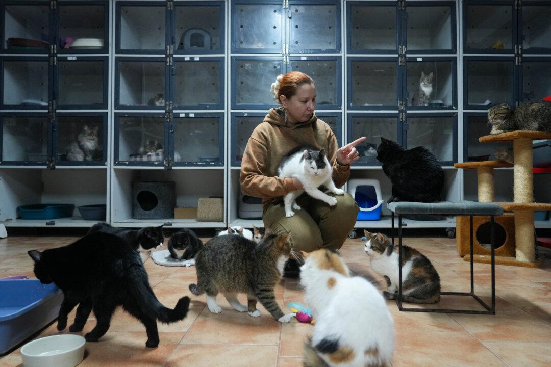 Kateryna Rymaruk, a volunteer at the Hatul madan animal shelter, pets cats that were evacuated mostly from combat zones, in Kyiv on Jan. 21, 2026. The facility is experiencing low temperatures inside its premises due to regular power cuts, amid the Russian invasion of Ukraine. (Oleksii Filippov/AFP via Getty Images)