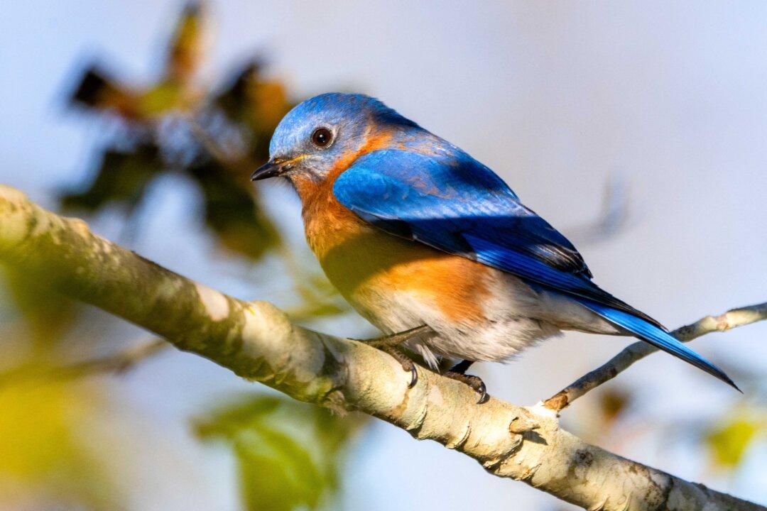 An Eastern Bluebird is perched in a tree at Blackwater National Wildlife Refuge on Maryland's Eastern Shore, on Jan. 21, 2026. (Jim Watson/AFP via Getty Images)