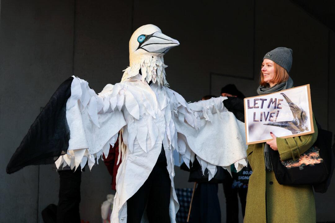 Campaigners gather outside the Scottish Parliament to protest the controversial Guga Hunt in Edinburgh, Scotland, on Jan. 21, 2026. The Petitions Committee met to discuss a petition against the hunt, a centuries old practice carried out on the remote Scottish island of Sula Sgeir, where a group of men from Ness “harvest” young gannet chicks, known as guga. (Jeff J Mitchell/Getty Images)