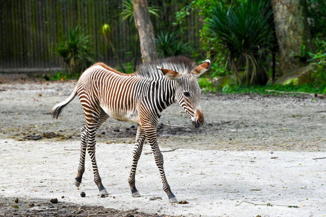 A female Grevy's zebra foal roams inside its enclosure at the Mandai Zoo in Singapore, on Jan. 22, 2026. Born on Dec. 2, 2025, the foal is part of an addition to the over 400 members of this endangered species in human care globally. (Roslan Rahman/AFP via Getty Images)