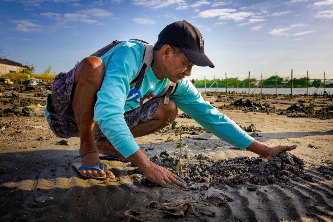 A fisherman plants a mangrove seedling as part of efforts to reduce flooding in Tibaguin Island, Hagonoy, Philippines, on Jan. 22, 2026. In the Philippines’ sinking coastal communities, mangroves have long been planted to slow waves and reduce flooding as tides push farther inland. (Ezra Acayan/Getty Images)