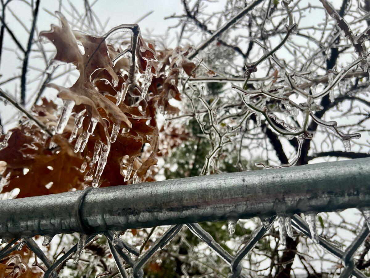 Tree branches and leaves are coated with ice as more than 200,000 people woke up without power in Tennessee, in Lebanon, Tenn., on Jan. 25, 2026. (Jacki Thrapp/The Epoch Times)