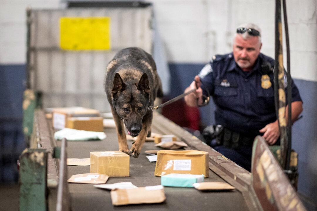 An officer from the Customs and Border Protection Trade and Cargo Division works with a dog to check parcels at John F. Kennedy International Airport's U.S. Postal Service facility in New York City on June 24, 2019. (Johannes Eisele/AFP via Getty Images)