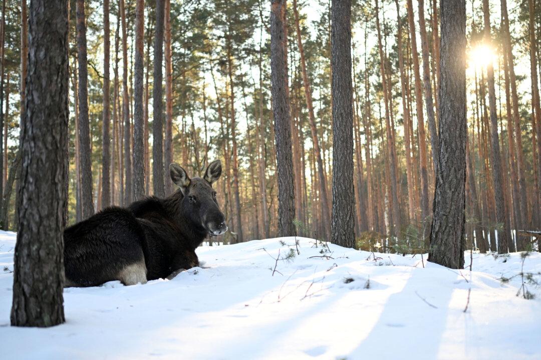 A moose lies in the snow-covered forest of the Kampinoski National Park near Truskaw, Masovian Voivodeship, Poland, on Feb. 9, 2026. (Sergei Gapon/AFP via Getty Images)