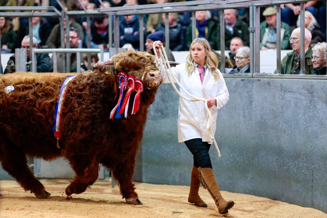 Highland Cattle are sold during the 135th annual spring sale in Oban, Scotland, on Feb. 9, 2026. The Highland Cattle Show and Sale is held over two days and is open to all highland breed enthusiasts. It attracts many buyers from across Europe and North America. (Jeff J Mitchell/Getty Images)