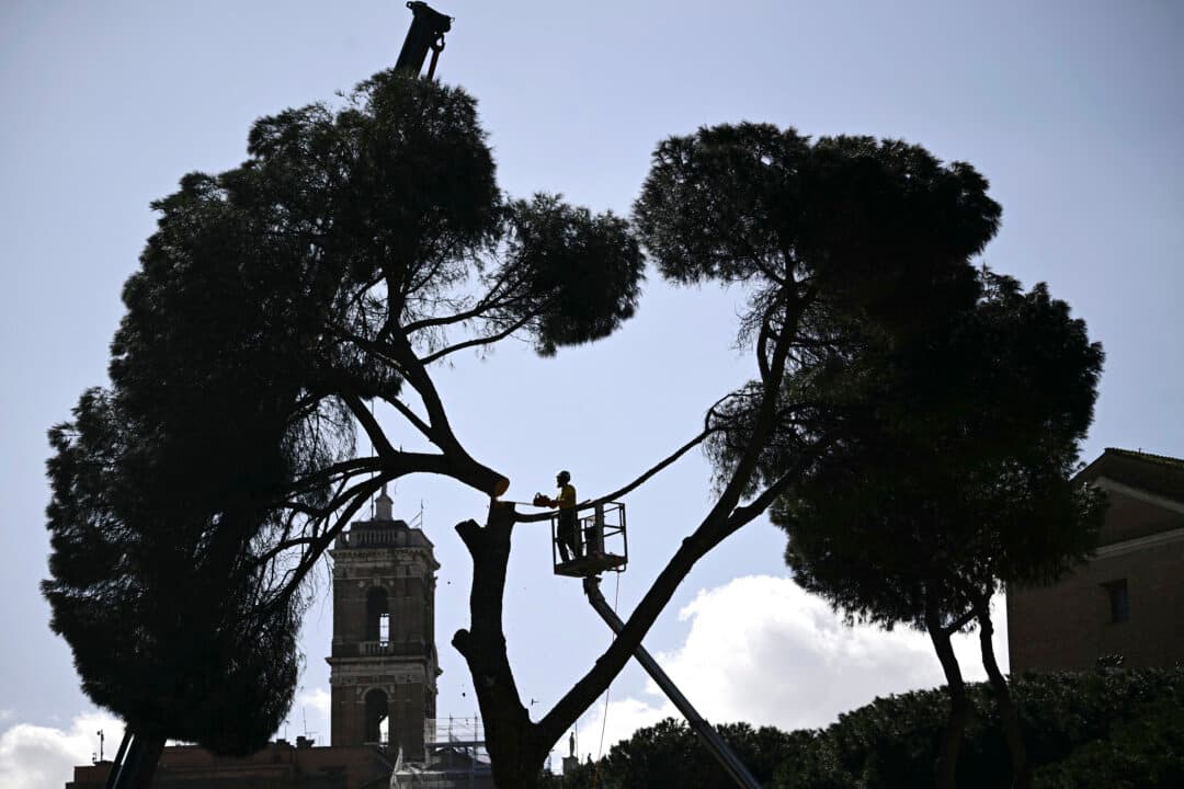 A worker cuts down a pine tree along the Imperial Forum avenue in Rome on Feb. 13, 2026. Tree surgeons took down historic pines near the Colosseum a fortnight after three people were injured when a massive tree fell near the Imperial Forum. Residents are fiercely attached to the umbrella pines, which are as much a part of the landscape as the ruins and cobbled streets of the Italian capital. (Filippo Monteforte/AFP via Getty Images)