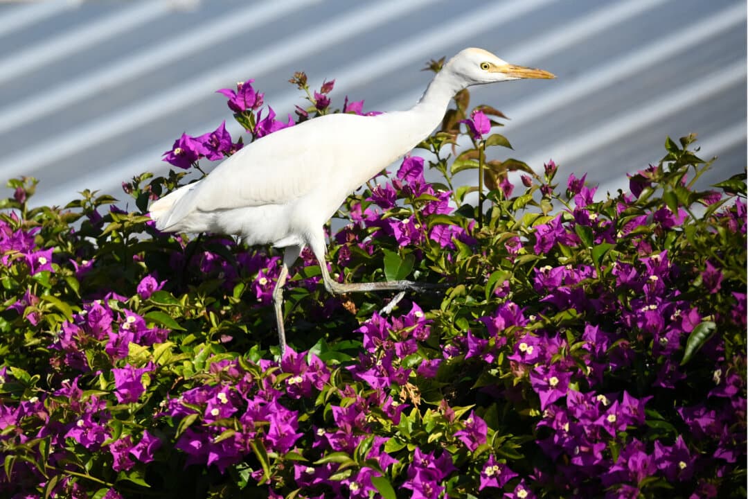 An egret walks along a bougainvillea hedge outside of U.S. President Donald Trump's Mar-a-Lago resort in Palm Beach, Fla., on Feb. 14, 2026. (Mandel Ngan/AFP via Getty Images)