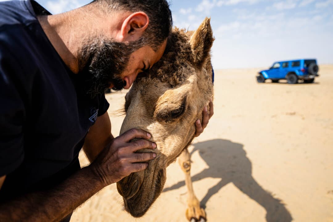 An Iraqi man pets a camel, one of a herd in the Samawa desert, midway between the Iraqi capital Baghdad and the southern city of Basra, on Feb. 14, 2026. (Hussein Faleh/AFP via Getty Images)