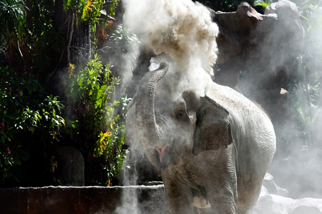 Elephant Trompita plays during her 65th birthday celebration at the Aurora Zoo in Guatemala City, on Feb. 14, 2026. (Johan Ordonez/AFP via Getty Images)