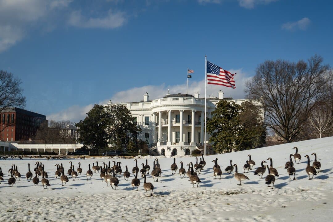 Canada geese on the South Lawn of the White House on Feb. 11, 2026. (Madalina Kilroy/The Epoch Times)